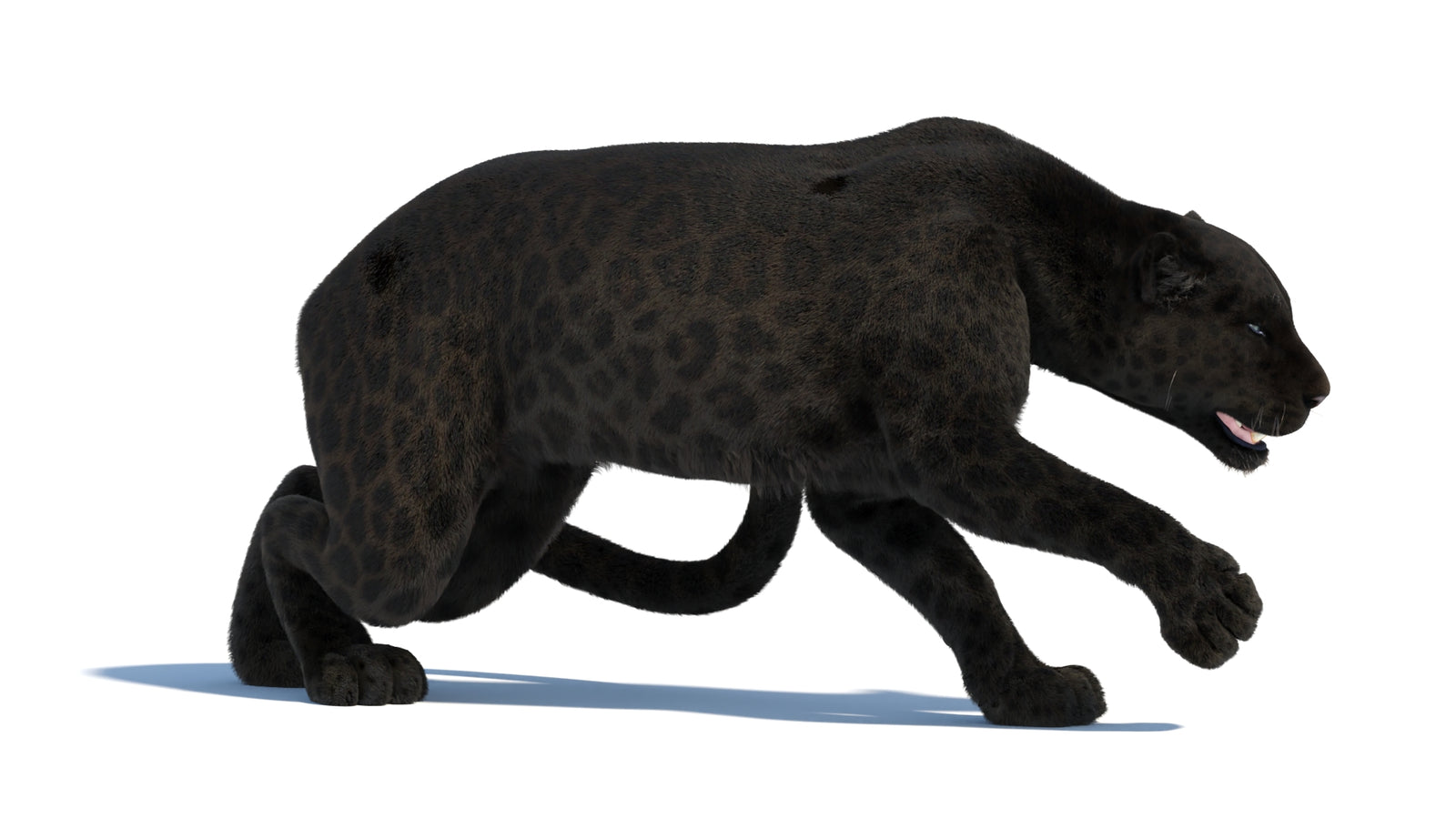 Black Panther 3D Model Rigged Fur 360° view 3 frame 15
