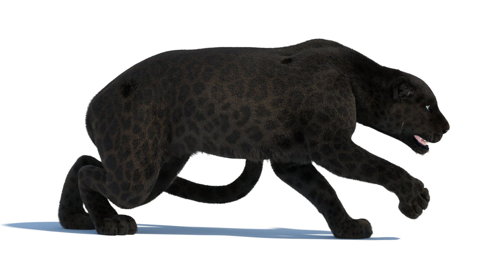 Black Panther 3D Model Rigged Fur 360° view 3 frame 16
