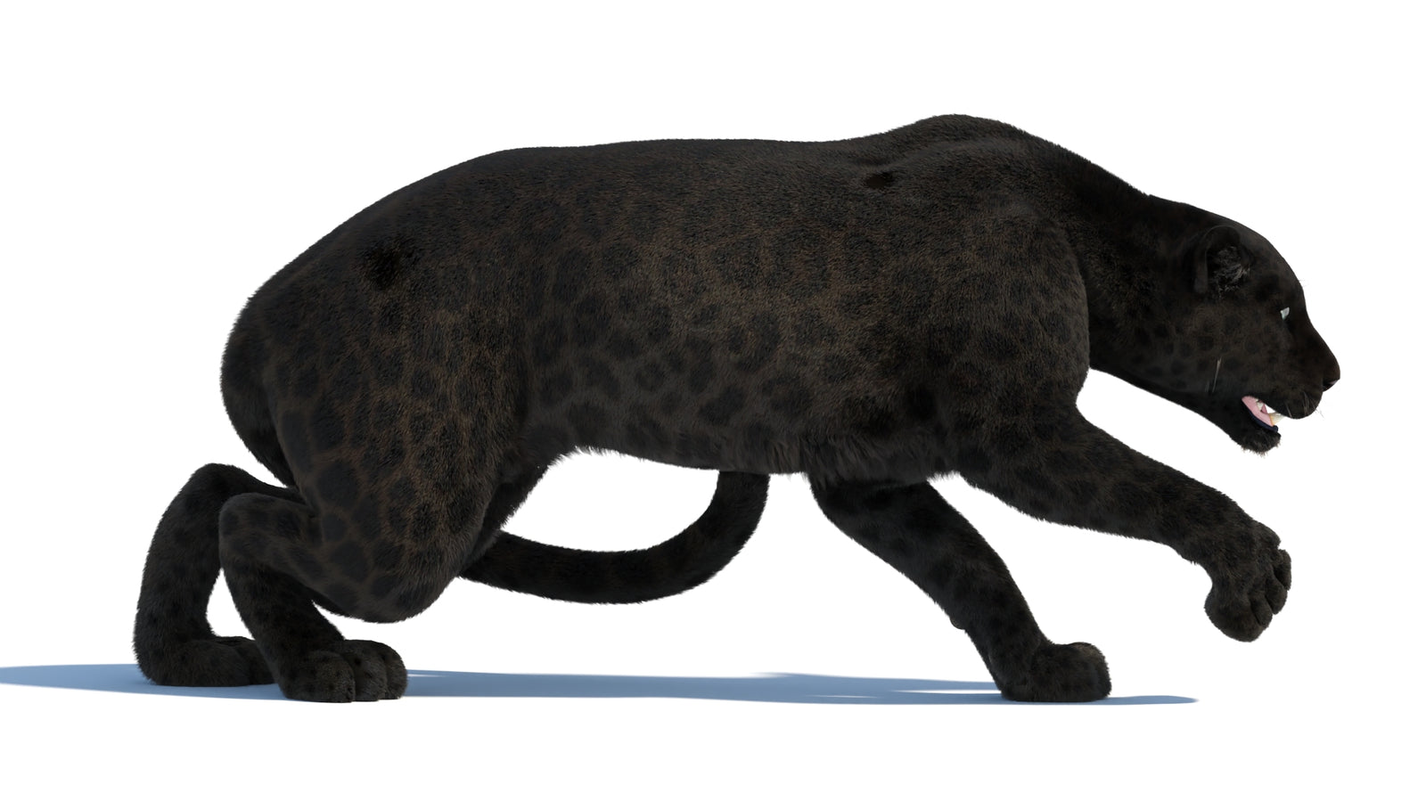 Black Panther 3D Model Rigged Fur 360° view 3 frame 17