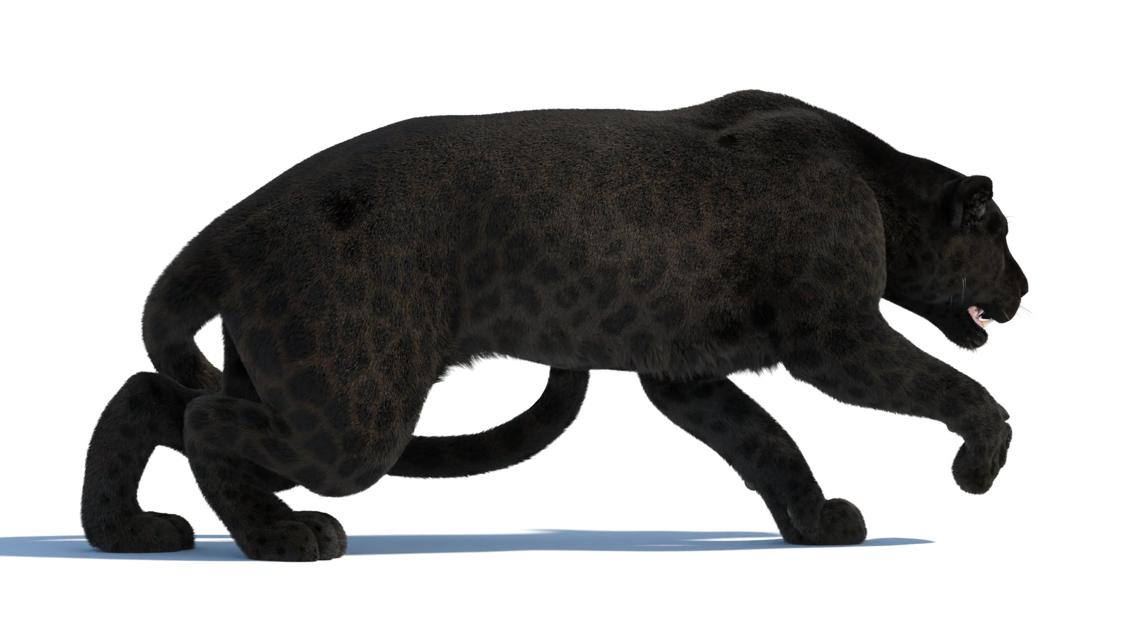 Black Panther 3D Model Rigged Fur 360° view 3 frame 19