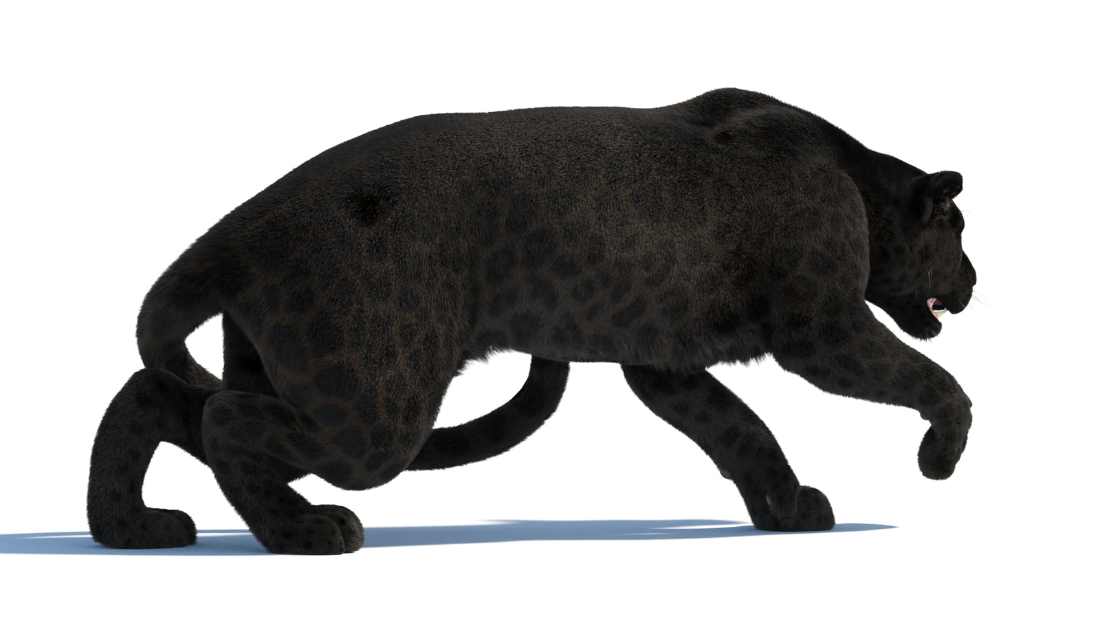 Black Panther 3D Model Rigged Fur 360° view 3 frame 20