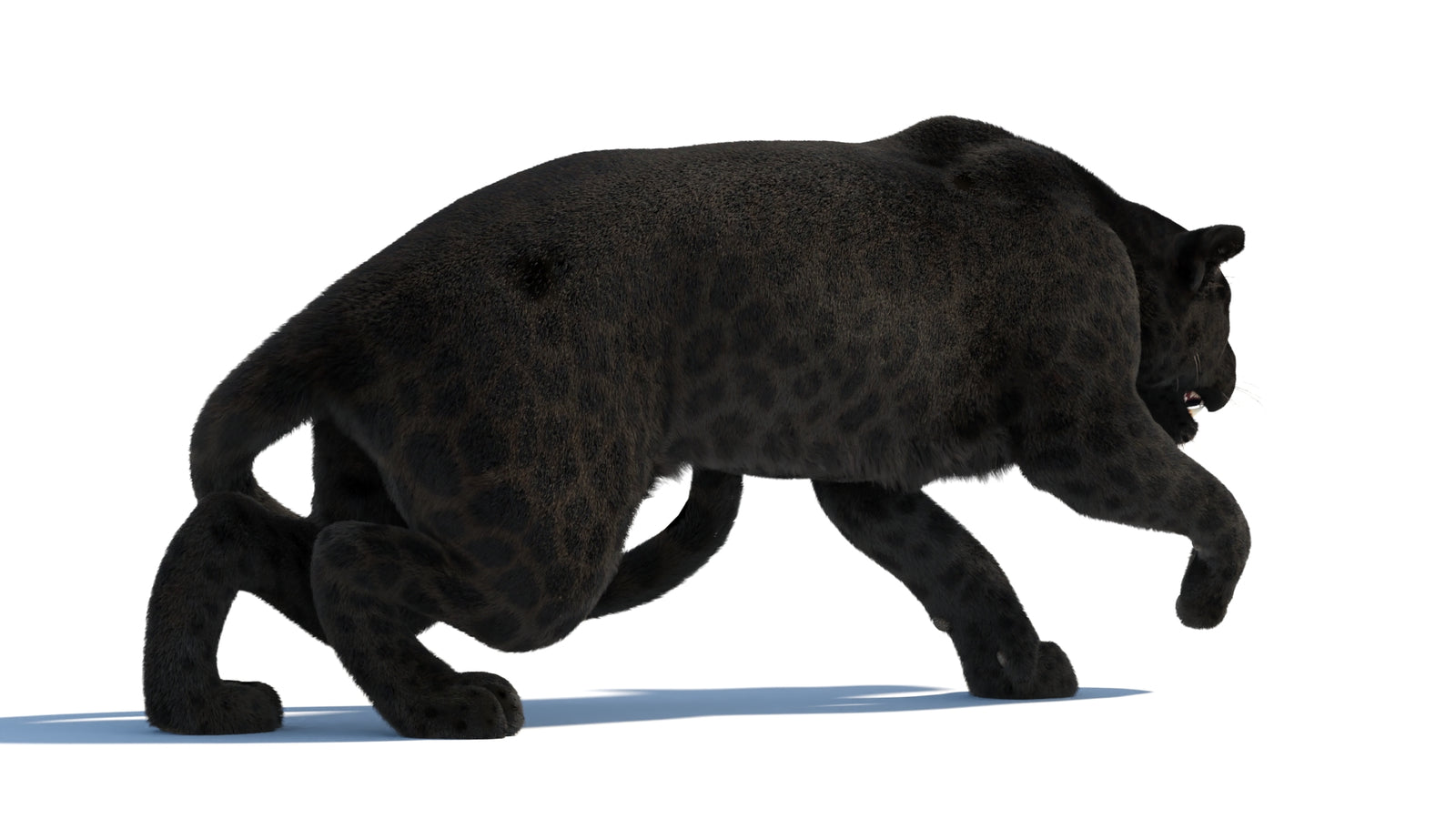 Black Panther 3D Model Rigged Fur 360° view 3 frame 21
