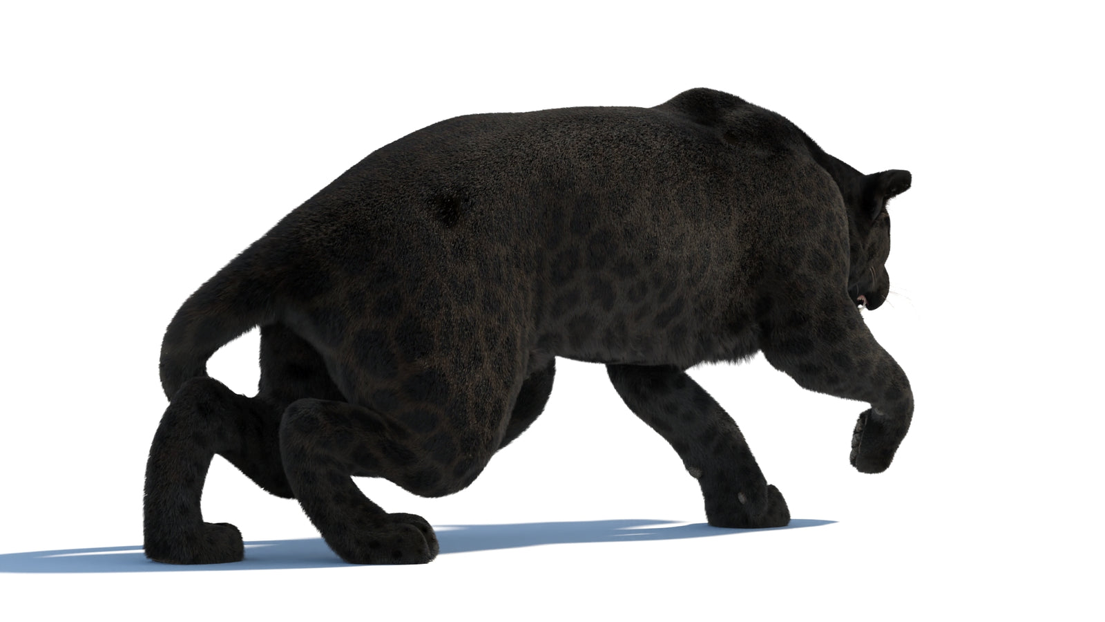 Black Panther 3D Model Rigged Fur 360° view 3 frame 22
