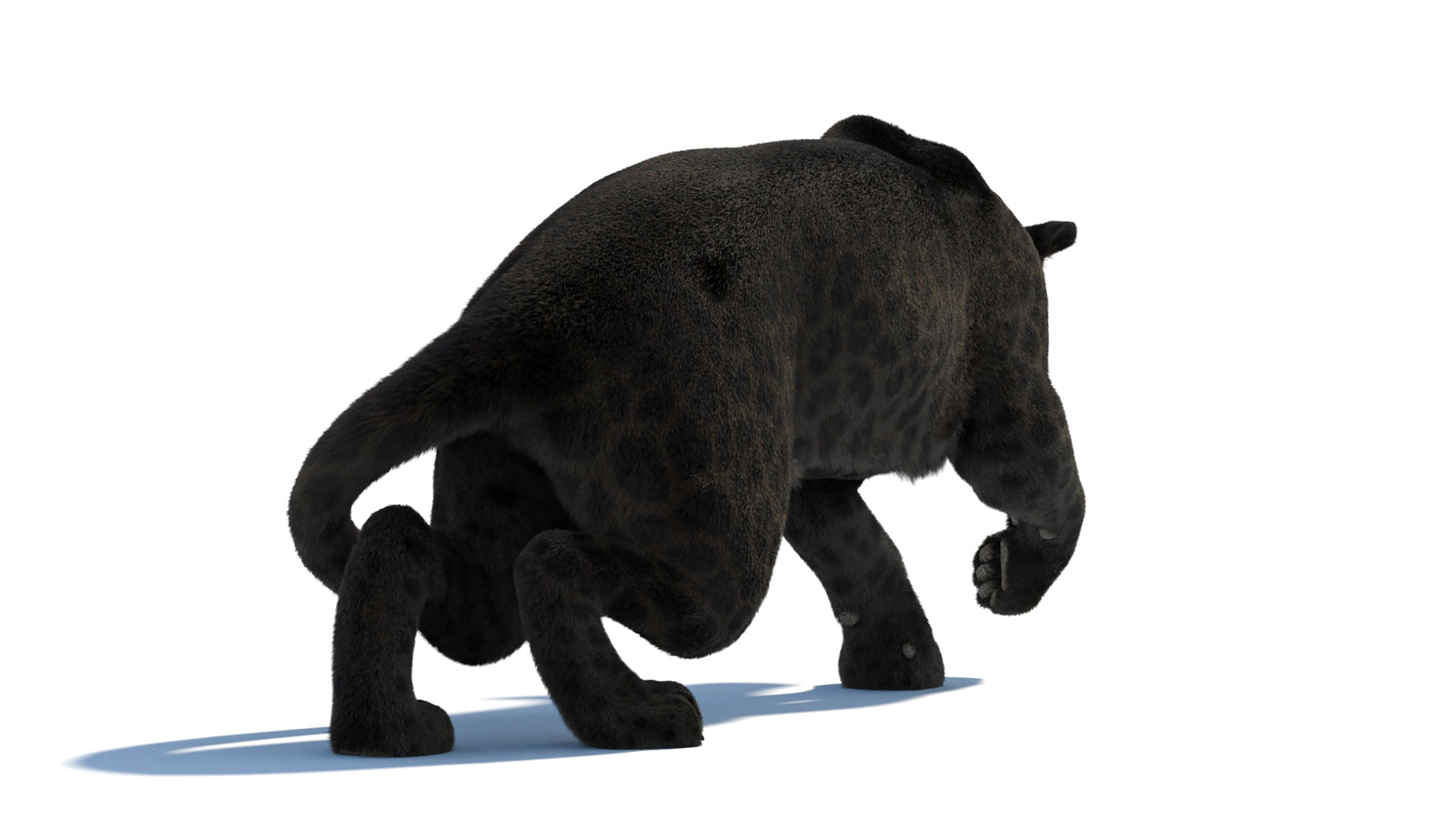 Black Panther 3D Model Rigged Fur 360° view 3 frame 24
