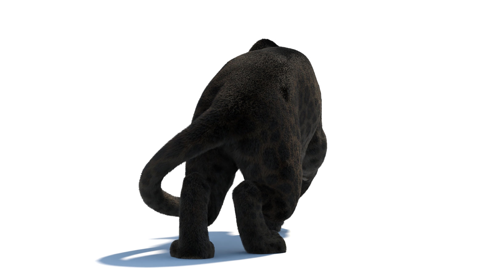 Black Panther 3D Model Rigged Fur 360° view 3 frame 26