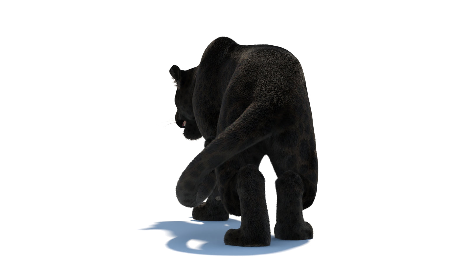 Black Panther 3D Model Rigged Fur 360° view 3 frame 28