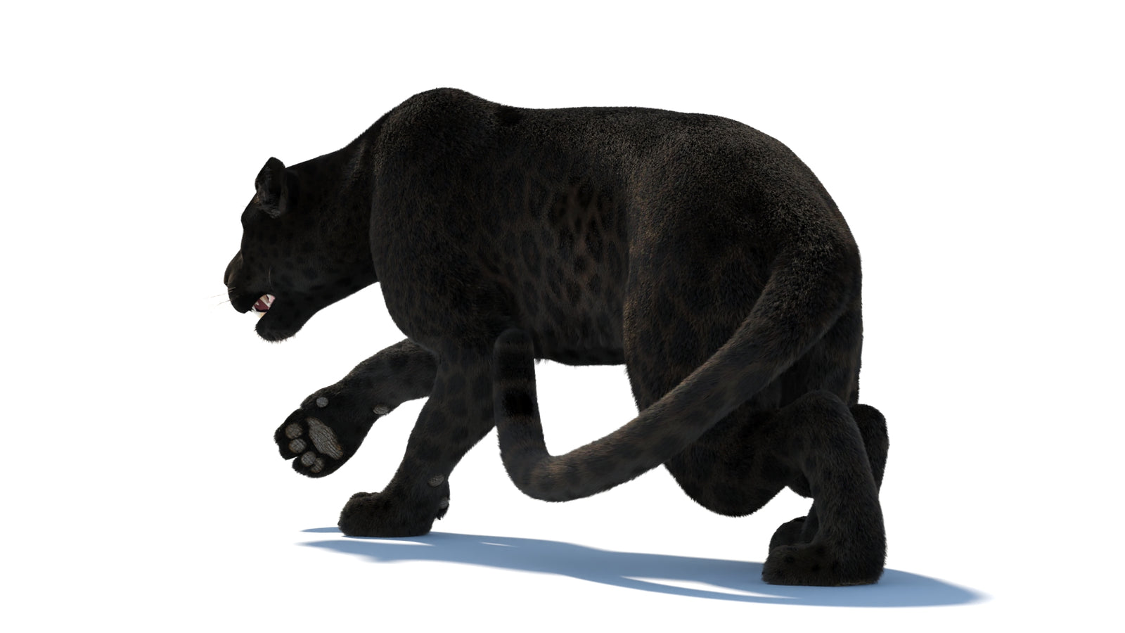 Black Panther 3D Model Rigged Fur 360° view 3 frame 31