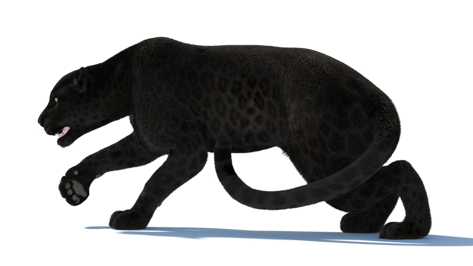 Black Panther 3D Model Rigged Fur 360° view 3 frame 34