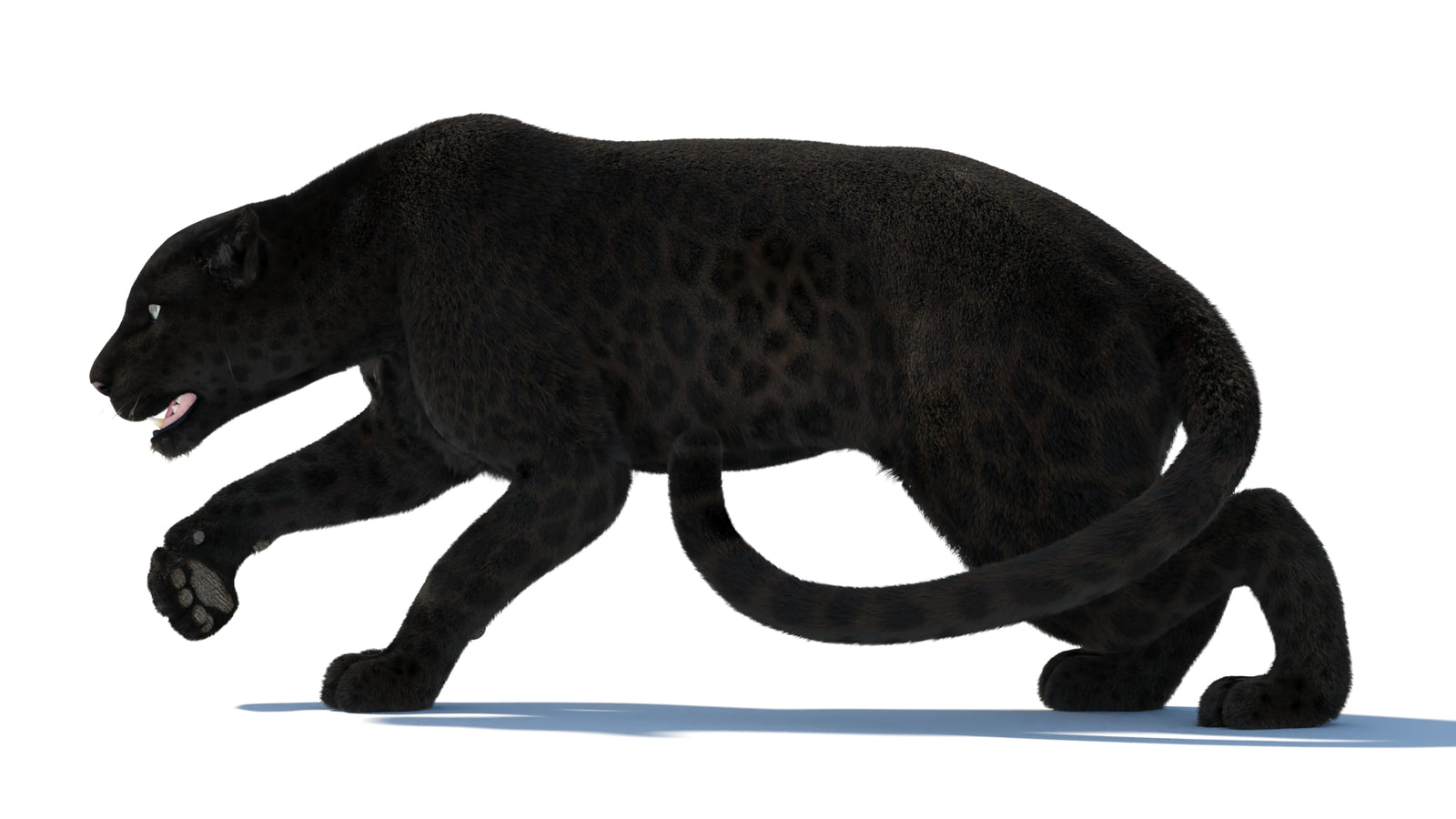 Black Panther 3D Model Rigged Fur 360° view 3 frame 35