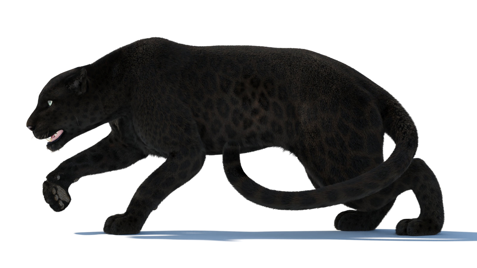 Black Panther 3D Model Rigged Fur 360° view 3 frame 36