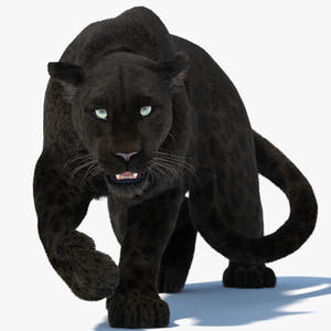 Rigged Black Panther 3D Model with Fur Thumbnail