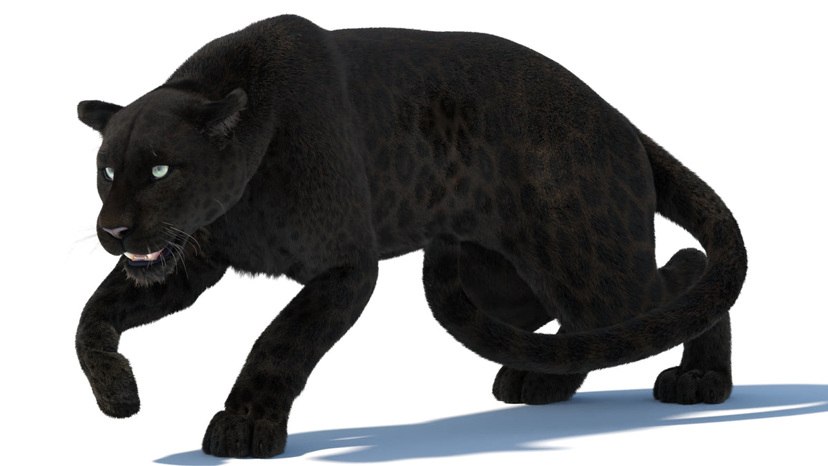 Rigged Black Panther 3D Model with Fur
