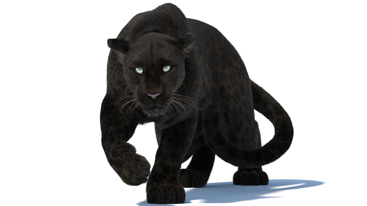 Rigged Black Panther 3D Model with Fur