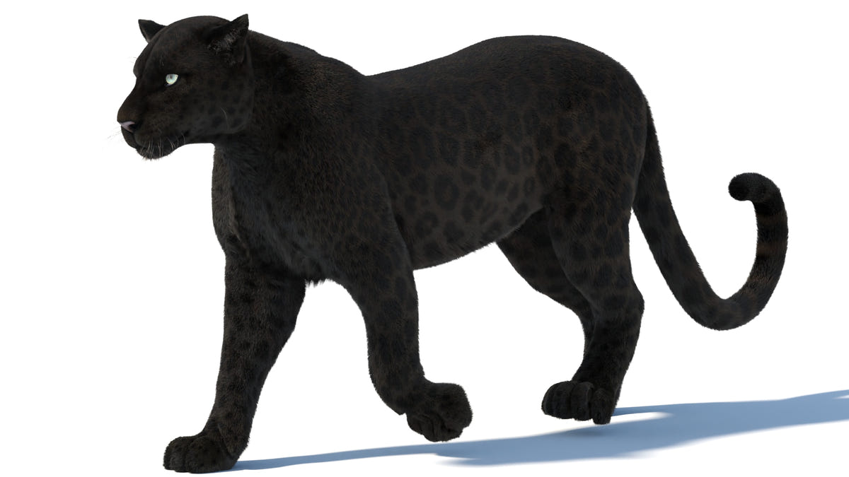 Rigged Black Panther 3D Model with Fur