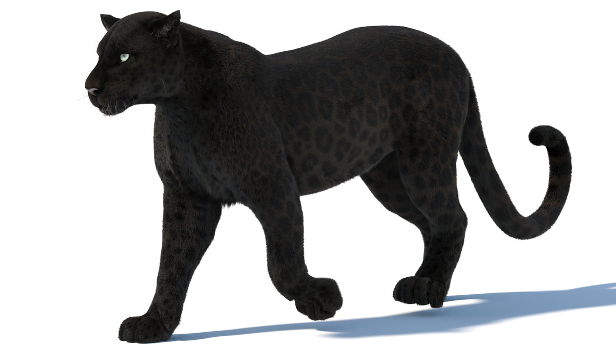 Rigged Black Panther 3D Model with Fur