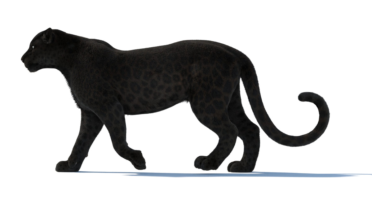 Rigged Black Panther 3D Model with Fur