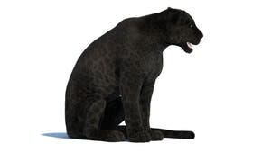 Rigged Black Panther 3D Model with Fur Thumbnail