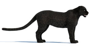 Rigged Black Panther 3D Model with Fur Thumbnail