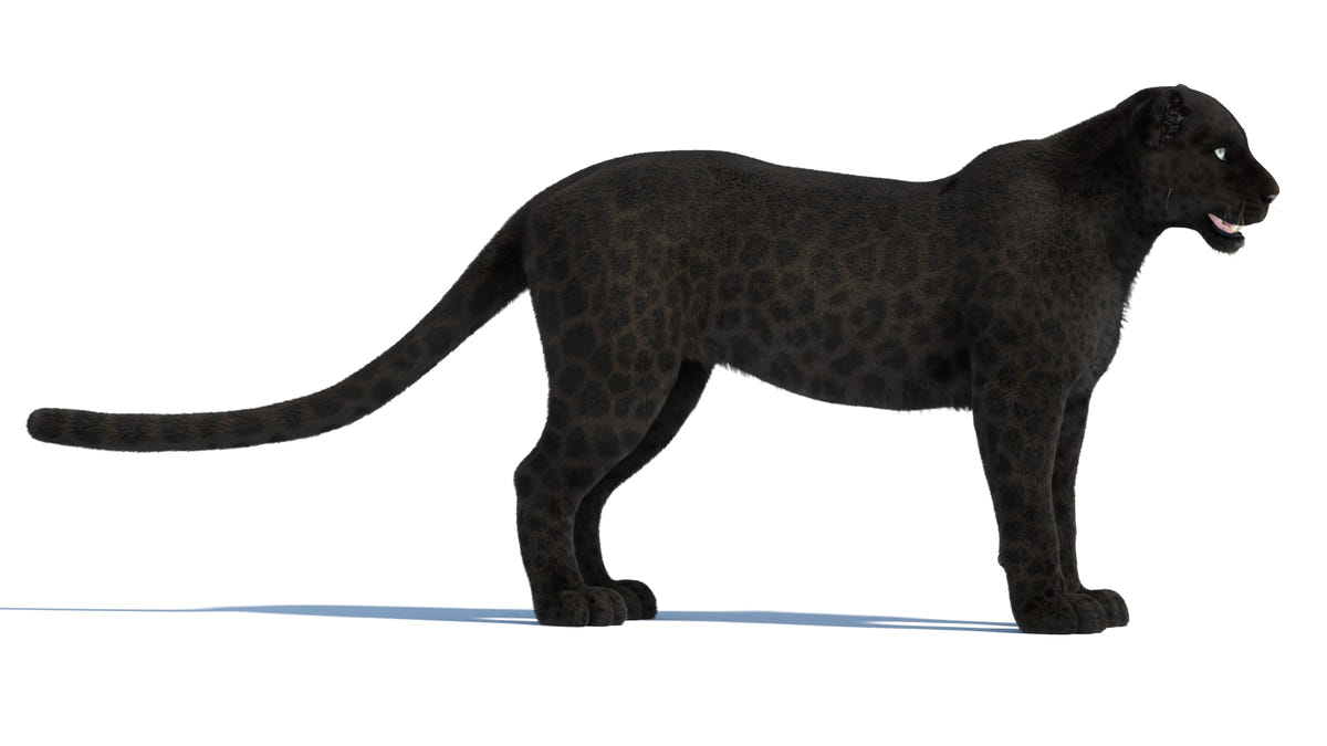 Rigged Black Panther 3D Model with Fur