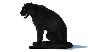 Rigged Black Panther 3D Model with Fur Thumbnail