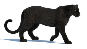 Rigged Black Panther 3D Model with Fur Thumbnail