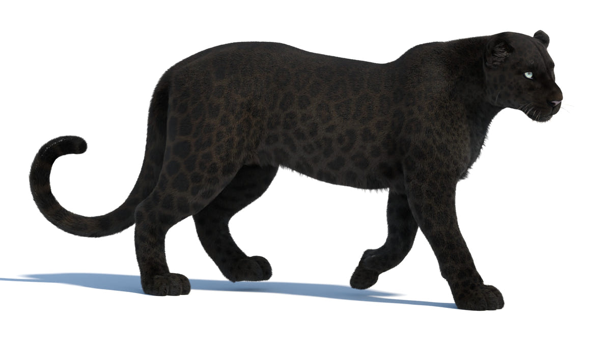 Rigged Black Panther 3D Model with Fur