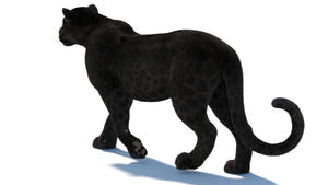 Rigged Black Panther 3D Model with realistic groomed hair and Fur Thumbnail