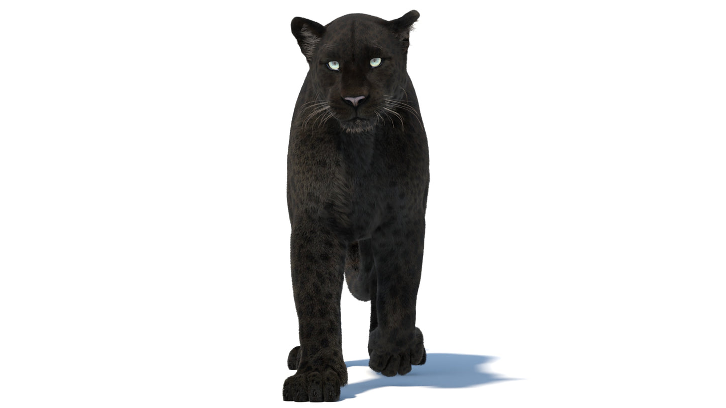 Black Panther 3D Model Rigged Fur