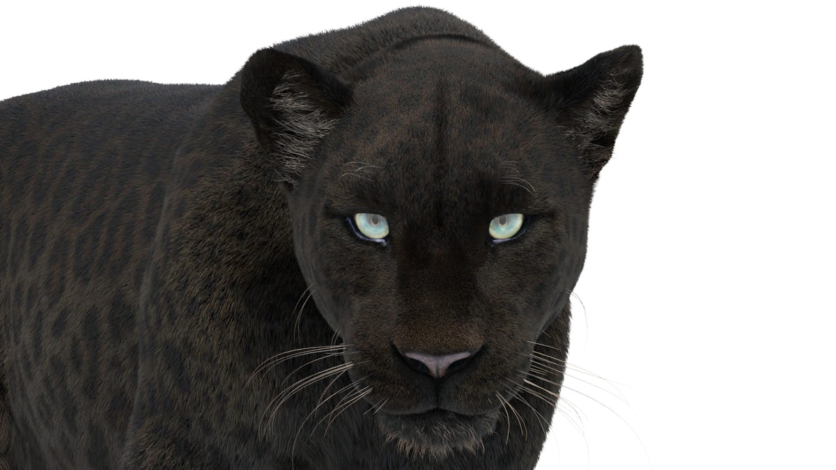 Rigged Black Panther 3D Model with Fur close up