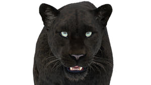 Rigged Black Panther 3D Model with Fur close up Thumbnail