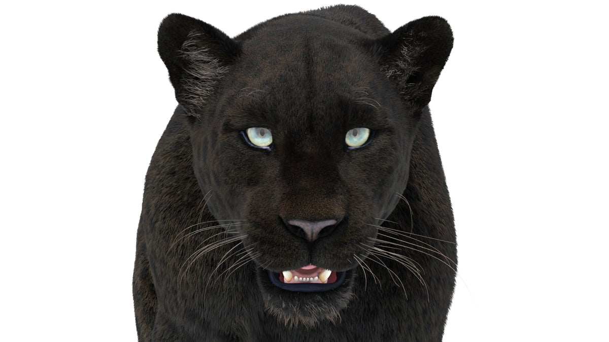 Rigged Black Panther 3D Model with Fur close up