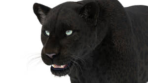 Rigged Black Panther 3D Model with Fur close up Thumbnail