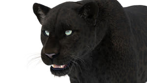Rigged Black Panther 3D Model with Fur close up Thumbnail