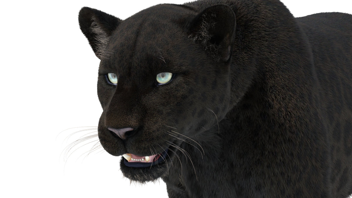 Rigged Black Panther 3D Model with Fur close up