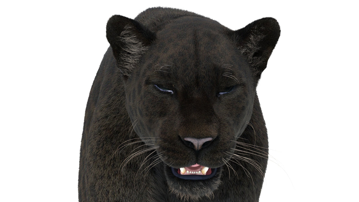 Rigged Black Panther 3D Model with Fur close up