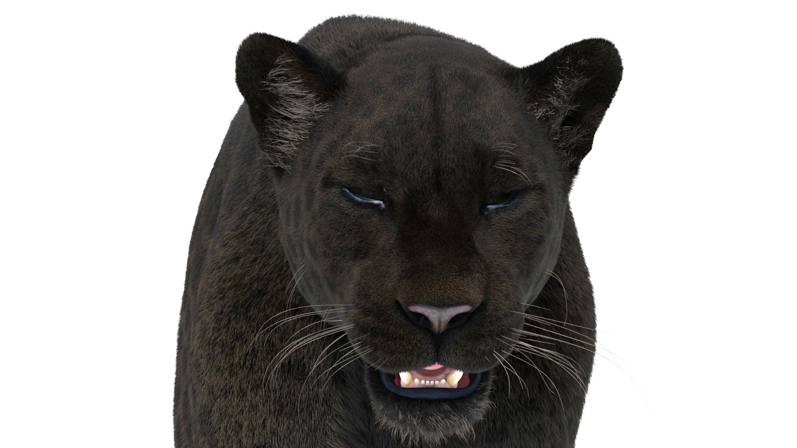 Rigged Black Panther 3D Model with Fur close up