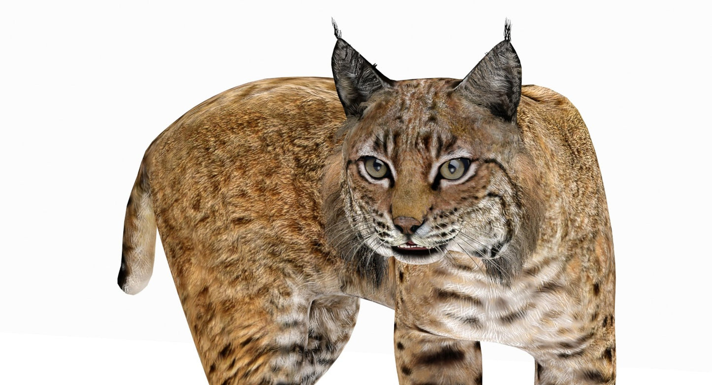 Rigged Bobcat 3D Model - Close Up View
