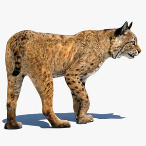 Rigged Bobcat 3D Model for Download Thumbnail