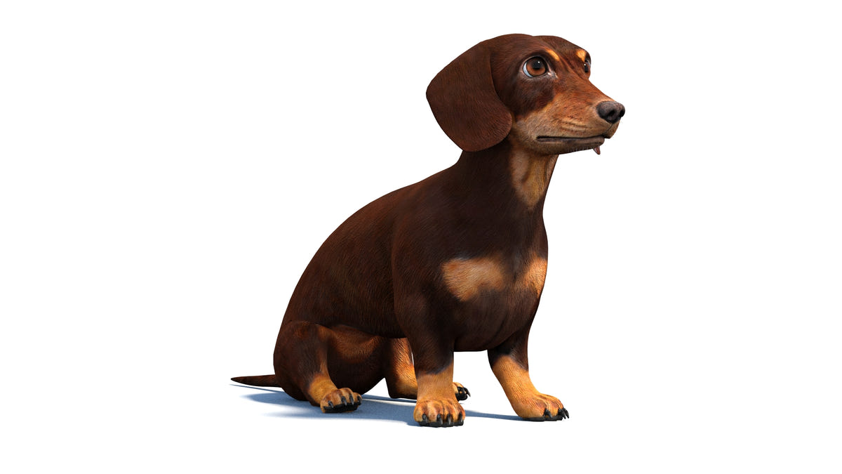 Rigged Dachshund Dog 3D Model - Game-Ready - 360 Degree View
