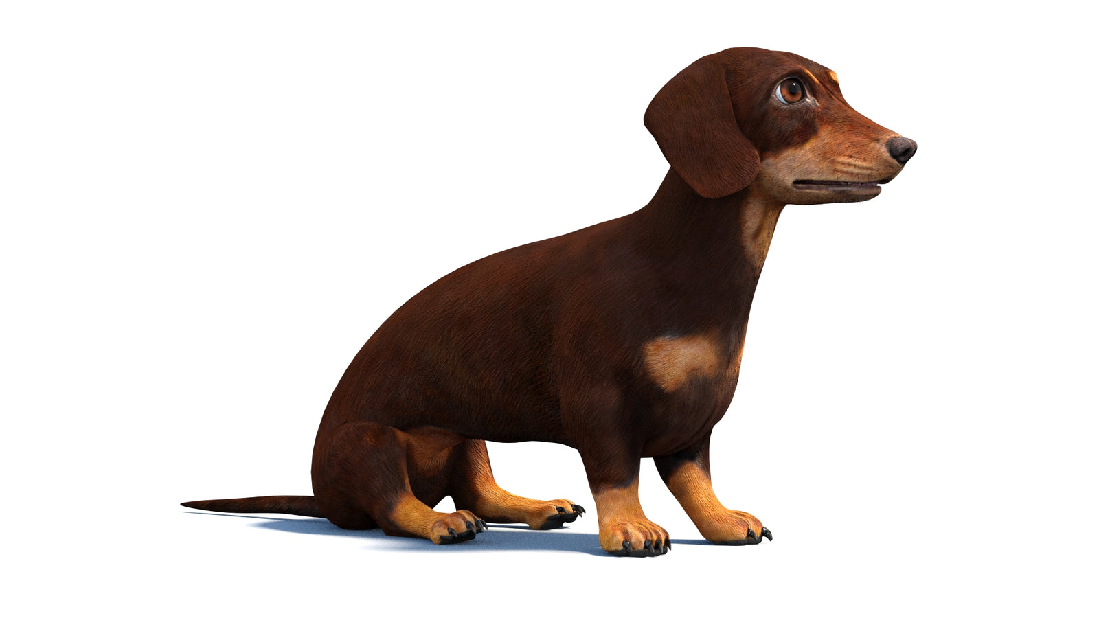 Rigged Dachshund Dog 3D Model 360° view 2 frame 3