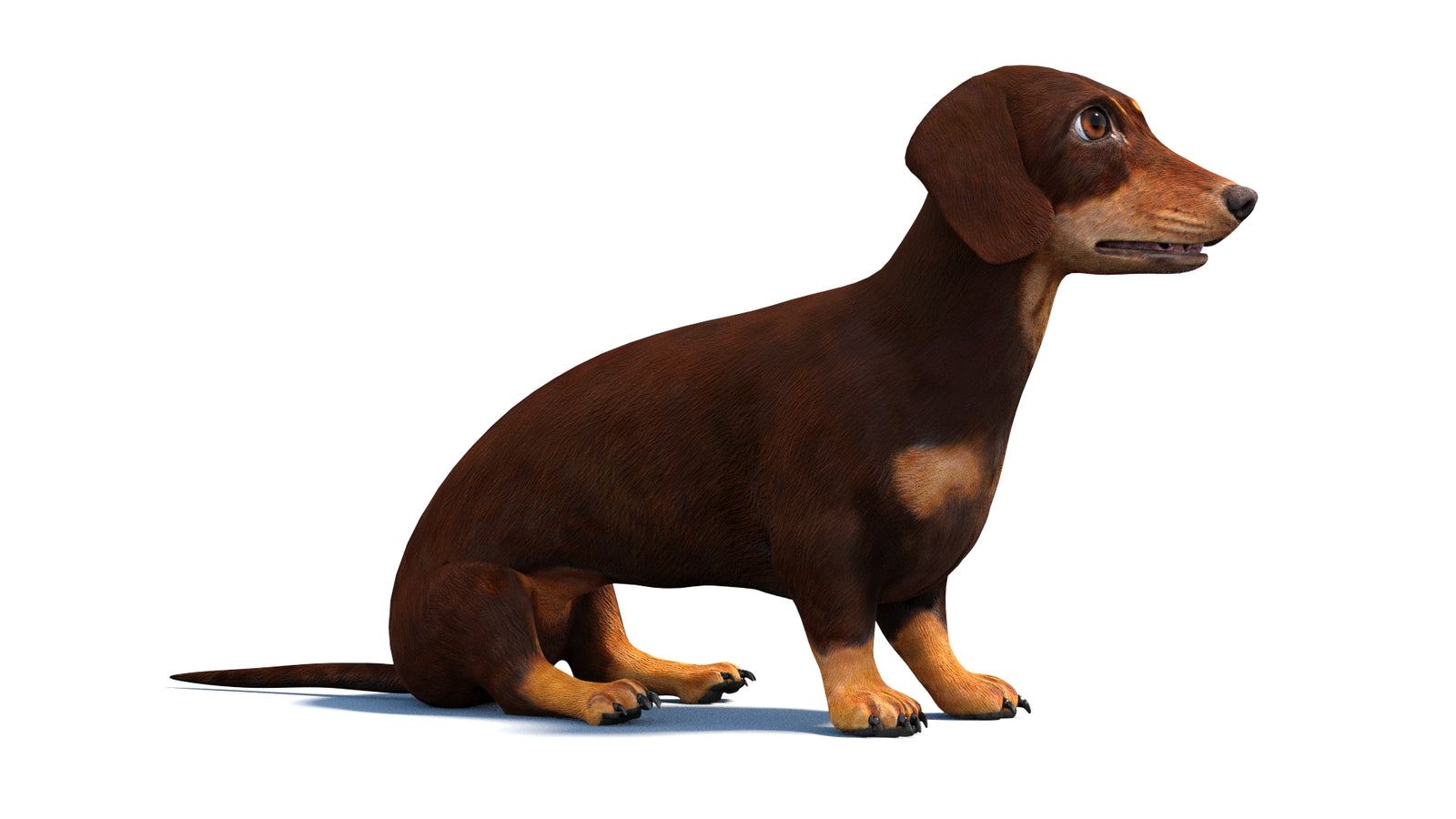 Rigged Dachshund Dog 3D Model 360° view 2 frame 4