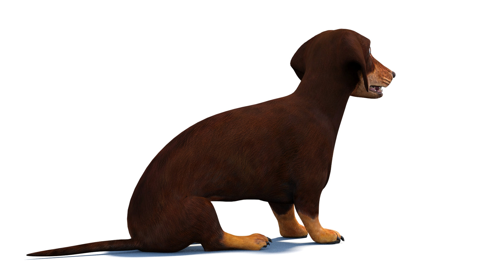 Rigged Dachshund Dog 3D Model 360° view 2 frame 10