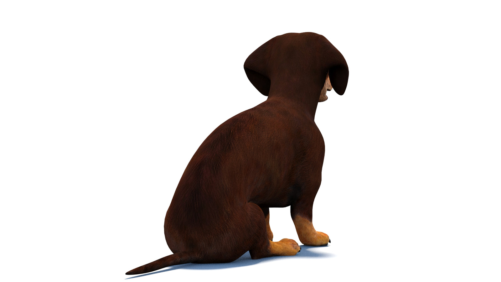 Rigged Dachshund Dog 3D Model 360° view 2 frame 13