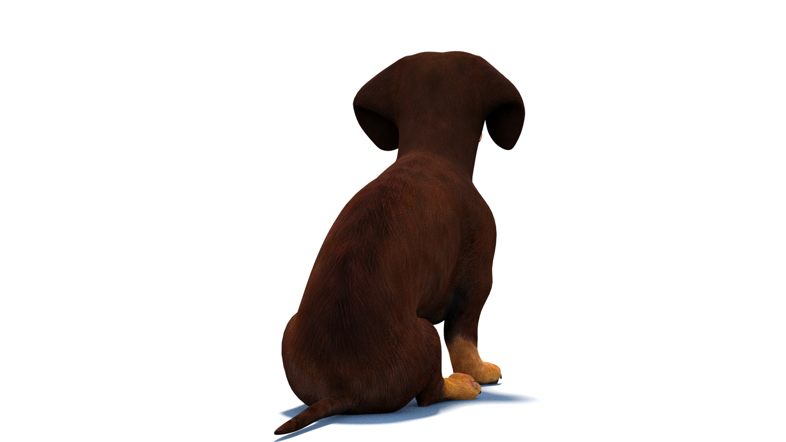 Rigged Dachshund Dog 3D Model 360° view 2 frame 14