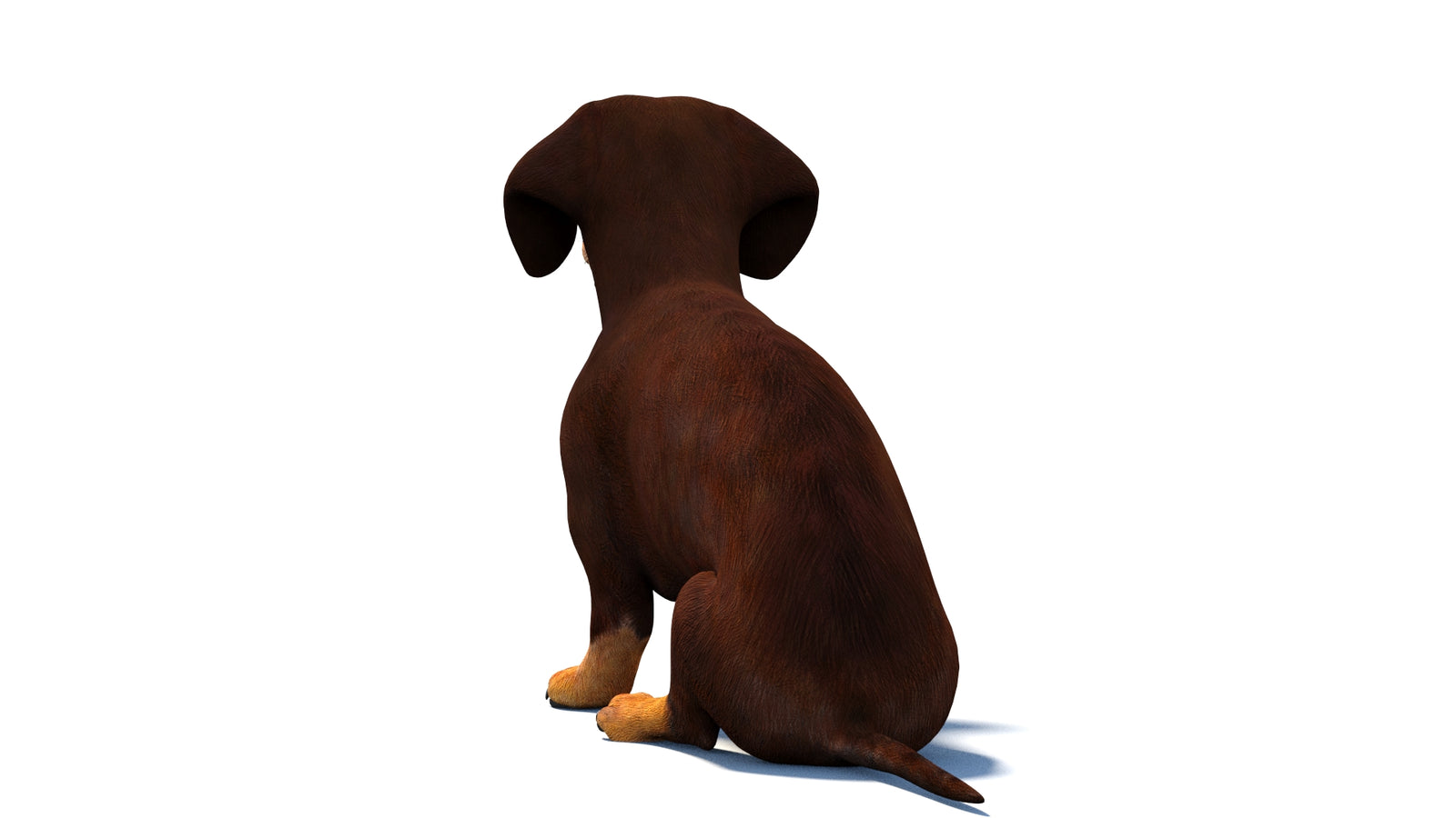 Rigged Dachshund Dog 3D Model 360° view 2 frame 17