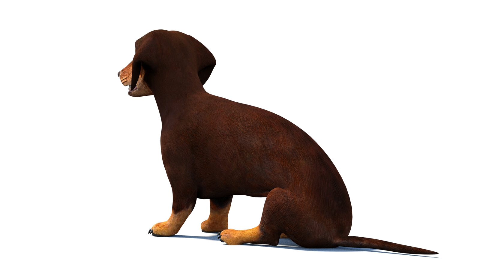 Rigged Dachshund Dog 3D Model 360° view 2 frame 20