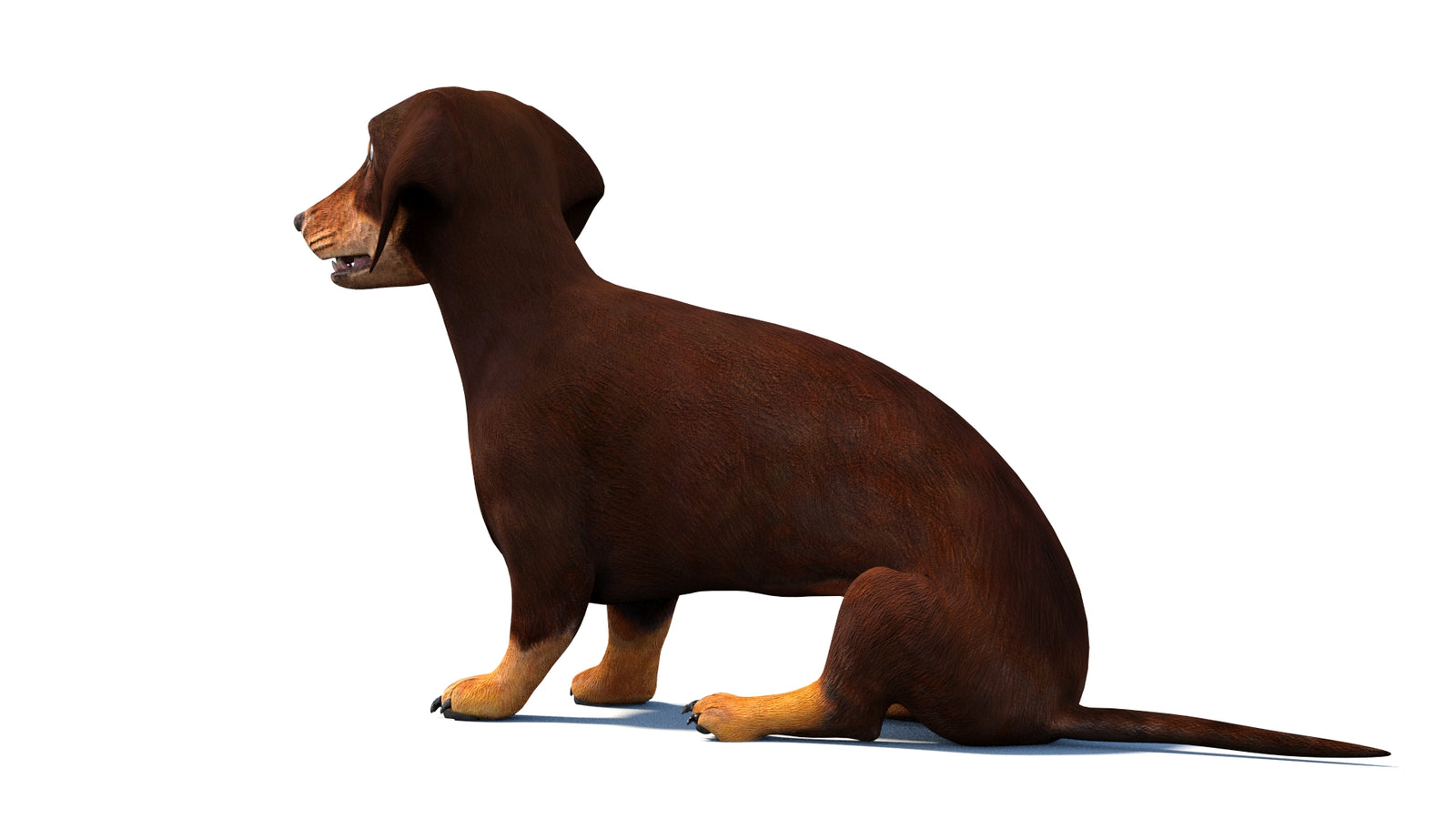 Rigged Dachshund Dog 3D Model 360° view 2 frame 21