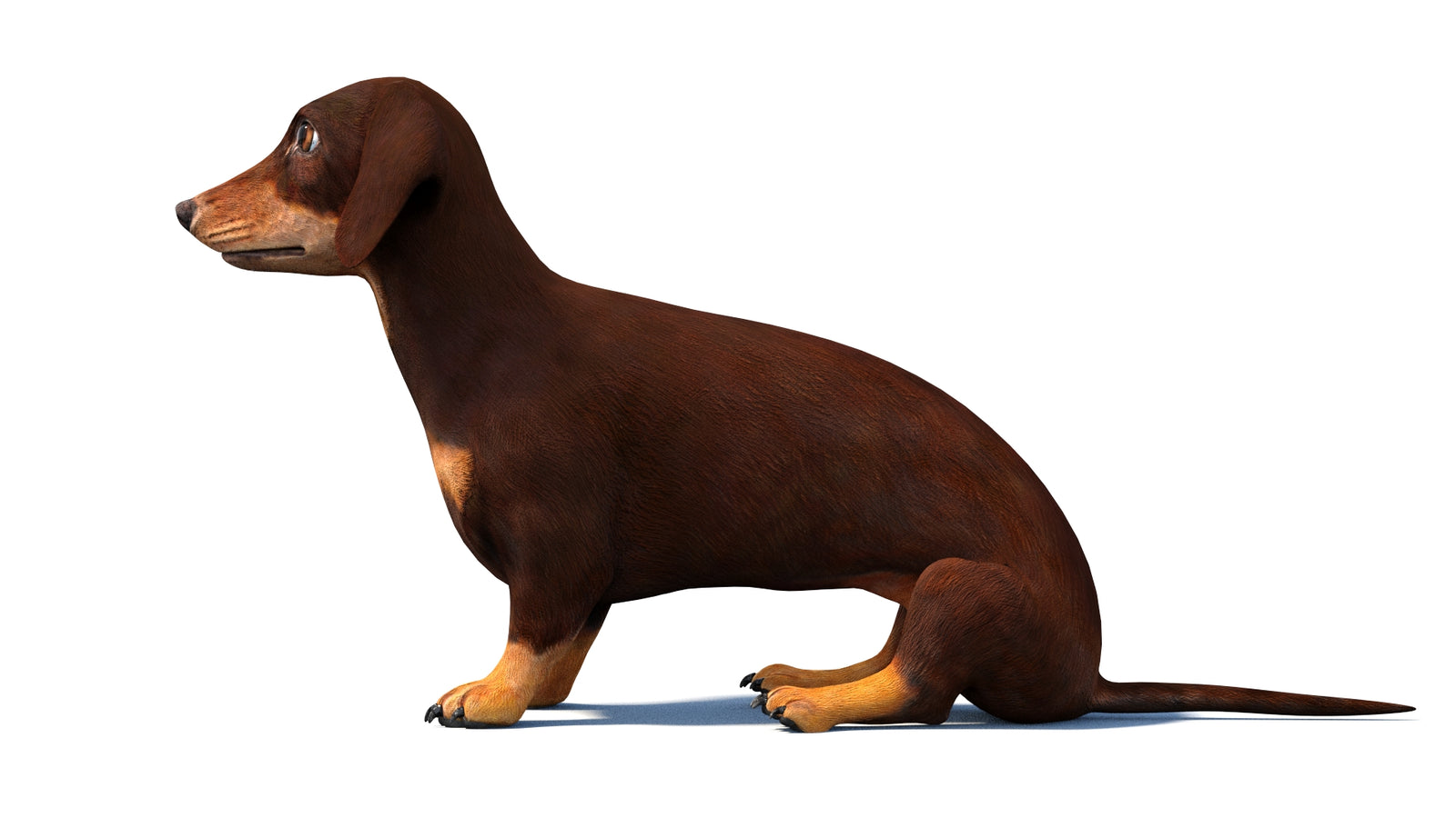 Rigged Dachshund Dog 3D Model 360° view 2 frame 24