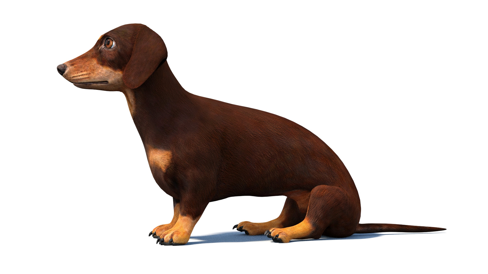 Rigged Dachshund Dog 3D Model 360° view 2 frame 26