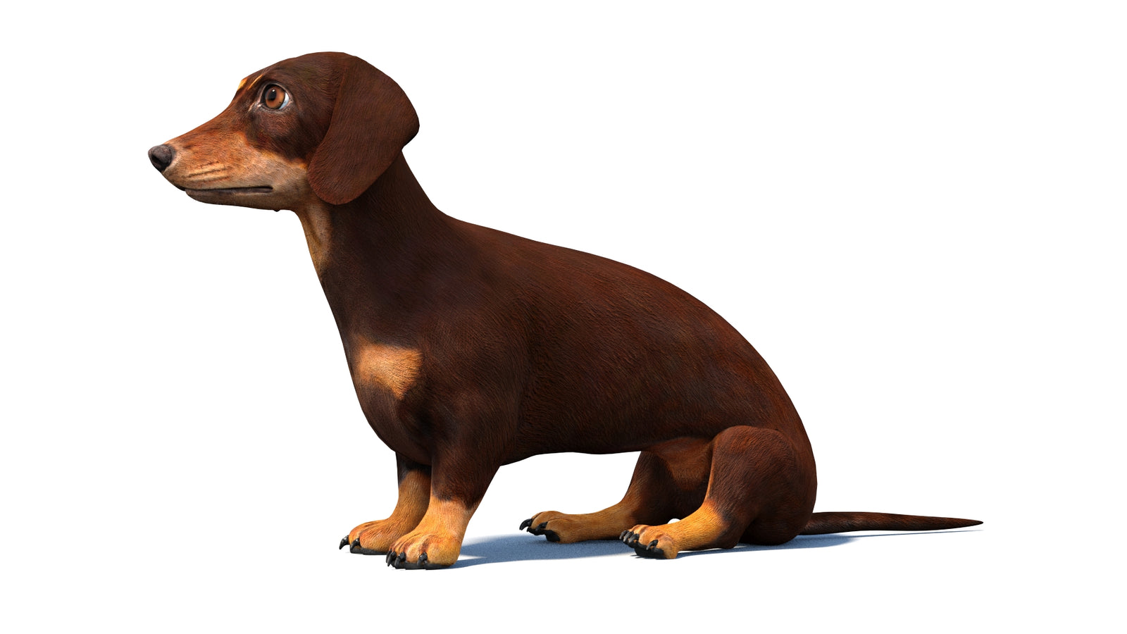 Rigged Dachshund Dog 3D Model 360° view 2 frame 27